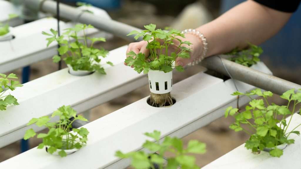 Aeroponics 