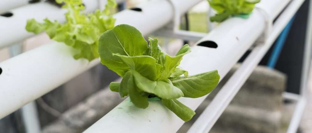 Hydroponic Gardening