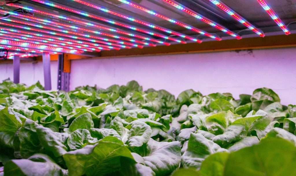 vertical farming
temperature, humidity, and light 
