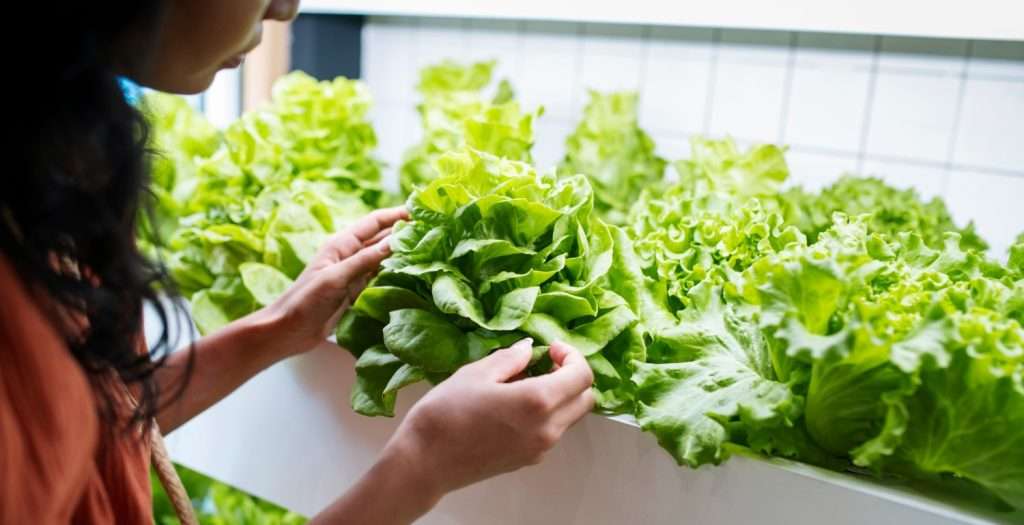 container farming 