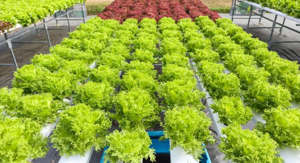fresh organic green leaves lettuce salad plant hydroponics vegetables farm system 1 1