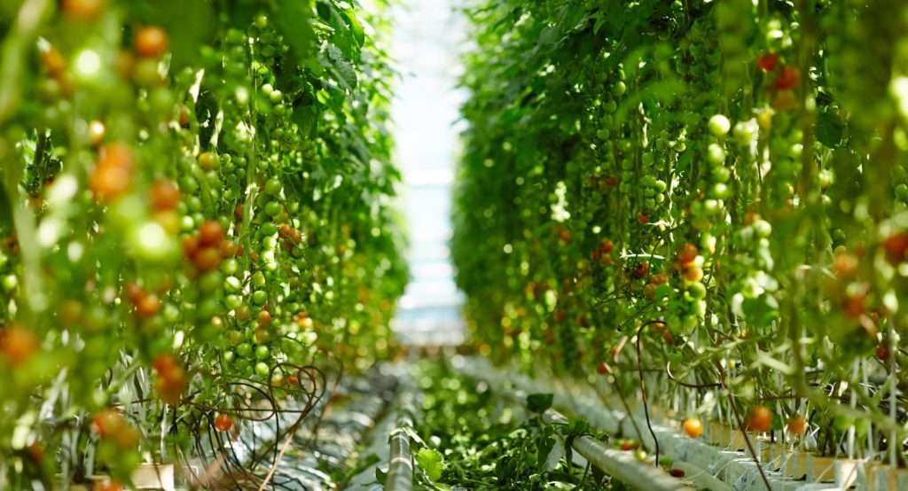 Vertical Farming