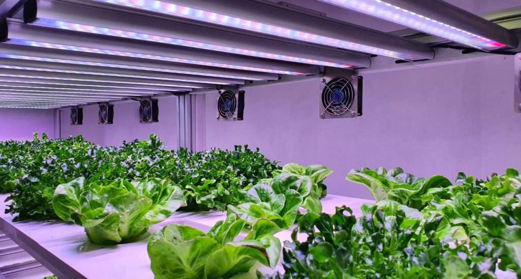 lighting in hydroponic